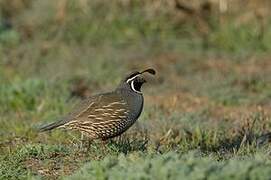 California Quail