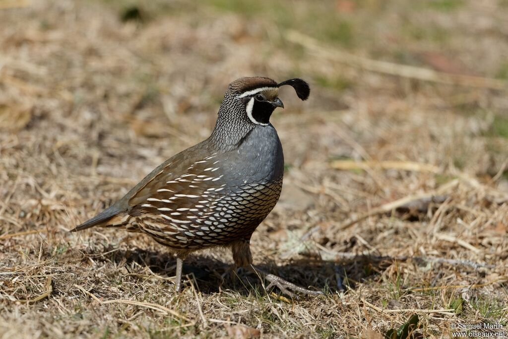 California Quail male adult