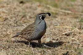 California Quail