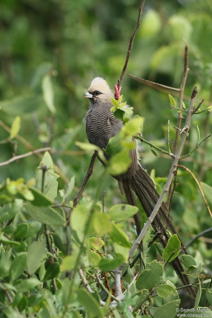 White-headed Mousebirdadult