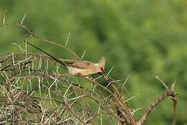 Blue-naped Mousebird