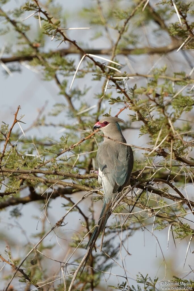 Blue-naped Mousebirdadult