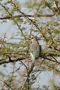 Blue-naped Mousebird