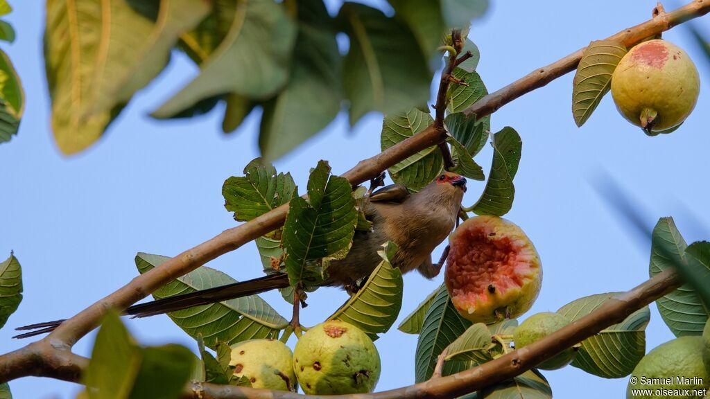 Red-faced Mousebird