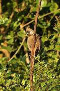 Speckled Mousebird