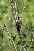 Speckled Mousebird