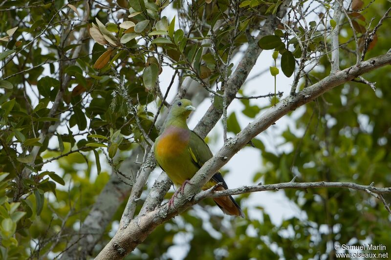 Orange-breasted Green Pigeon male adult