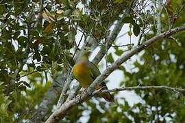 Orange-breasted Green Pigeon