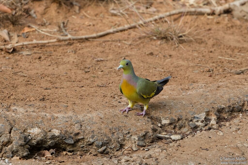 Orange-breasted Green Pigeon male adult