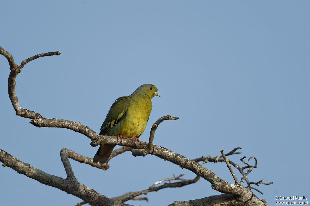 Orange-breasted Green Pigeon female adult