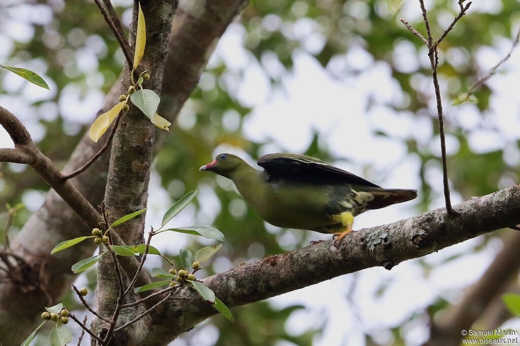 African Green Pigeonadult