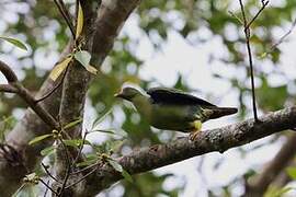 African Green Pigeon