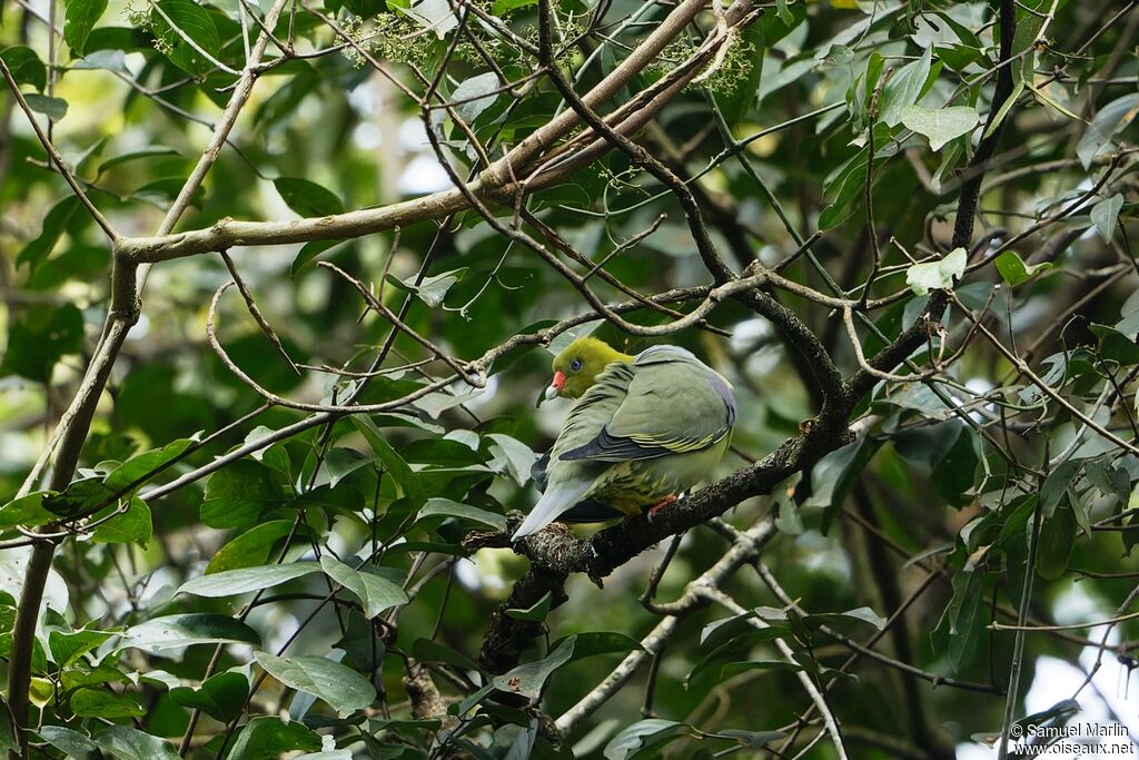 African Green Pigeonadult