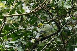 African Green Pigeon