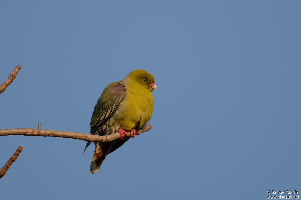 African Green Pigeonadult