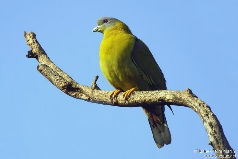 Yellow-footed Green Pigeonadult