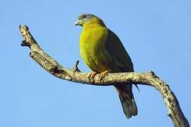 Yellow-footed Green Pigeon