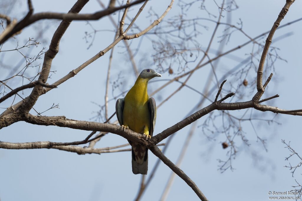 Yellow-footed Green Pigeonadult