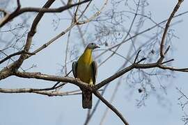 Yellow-footed Green Pigeon