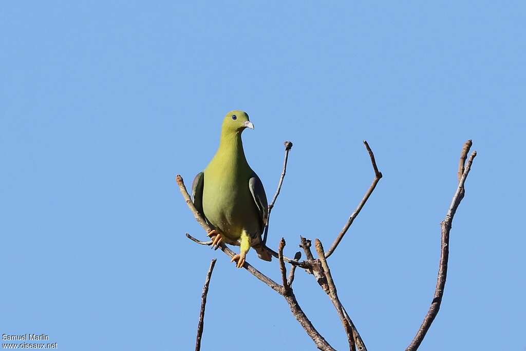 Madagascar Green Pigeonadult, habitat, Behaviour