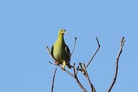 Madagascar Green Pigeon