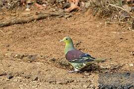 Sri Lanka Green Pigeon