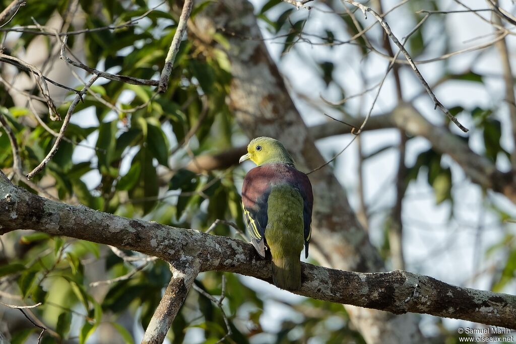 Sri Lanka Green Pigeonadult