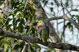 Sri Lanka Green Pigeon