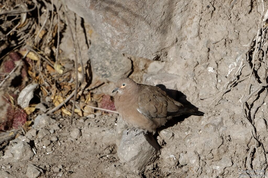 Black-winged Ground Doveadult