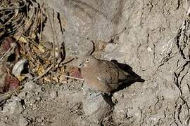 Black-winged Ground Dove