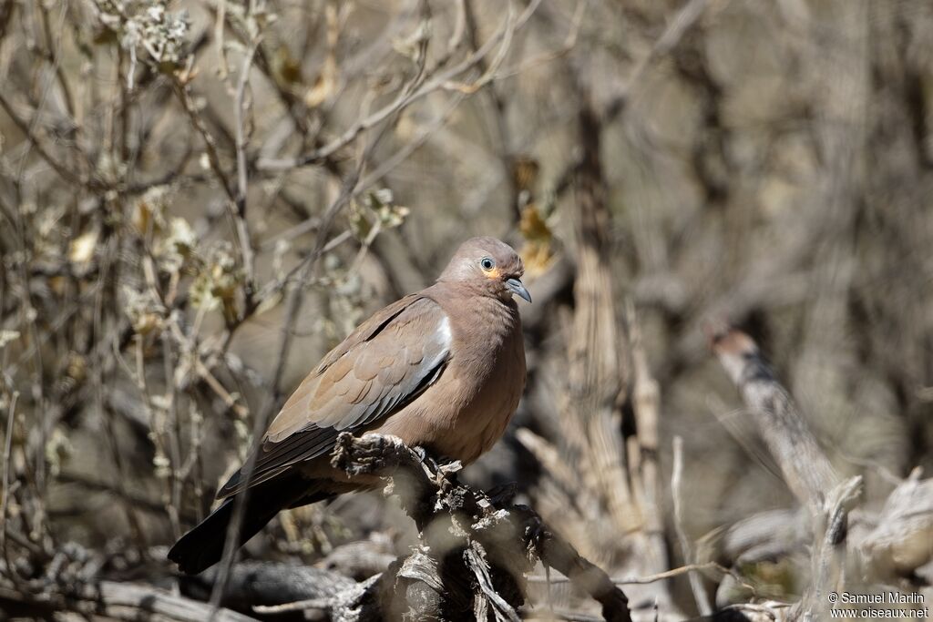 Black-winged Ground Doveadult