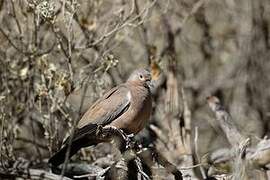 Black-winged Ground Dove