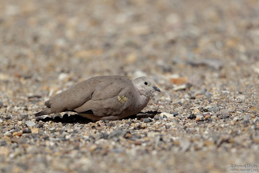 Golden-spotted Ground Dove