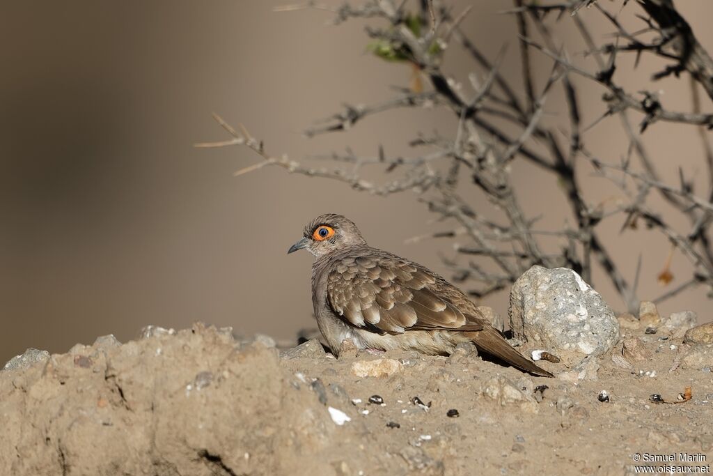 Bare-faced Ground Dove male adult