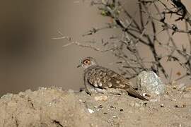 Bare-faced Ground Dove