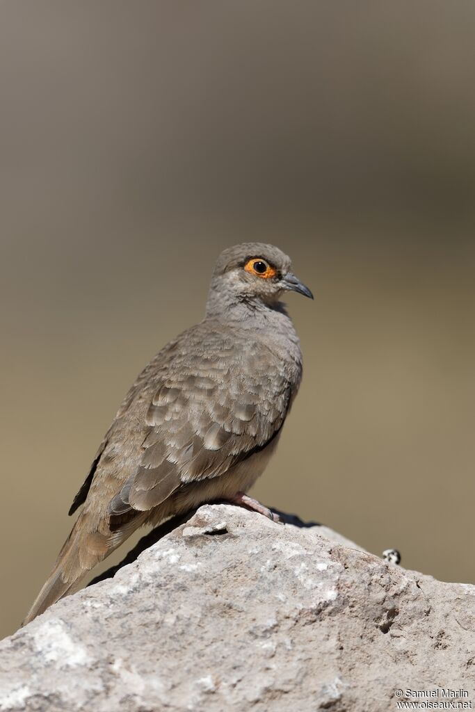 Bare-faced Ground Dove male adult