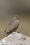 Bare-faced Ground Dove