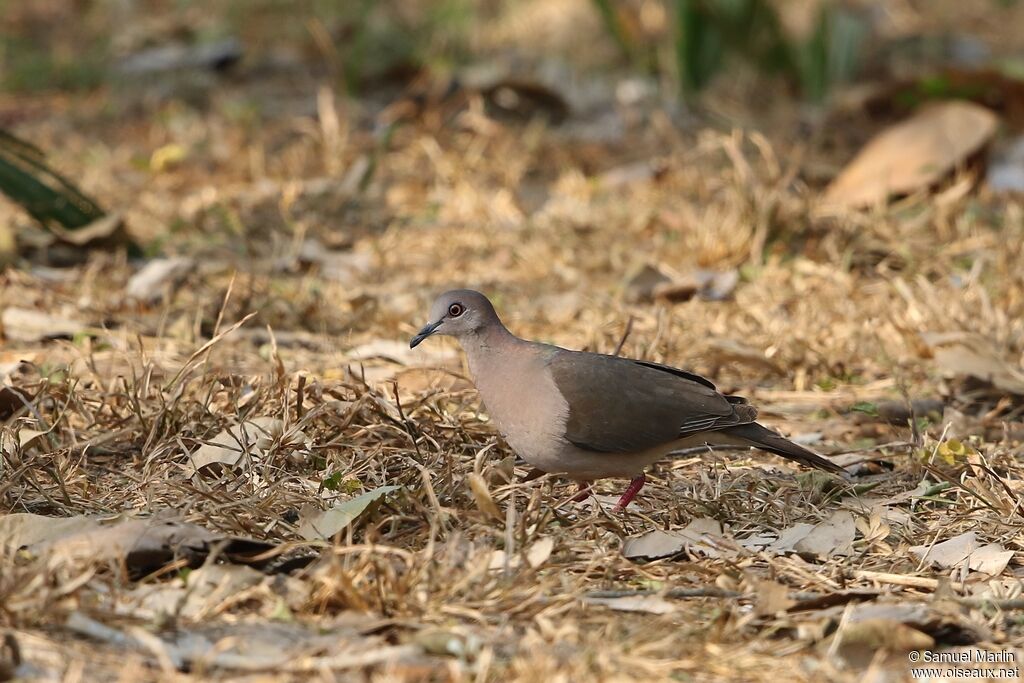 White-tipped Doveadult