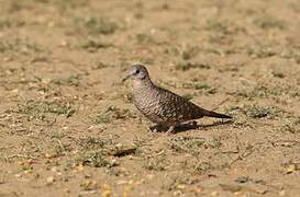 Scaled Dove