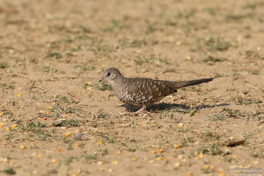 Scaled Doveadult