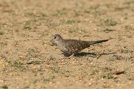 Scaled Dove