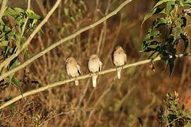 Picui Ground Dove