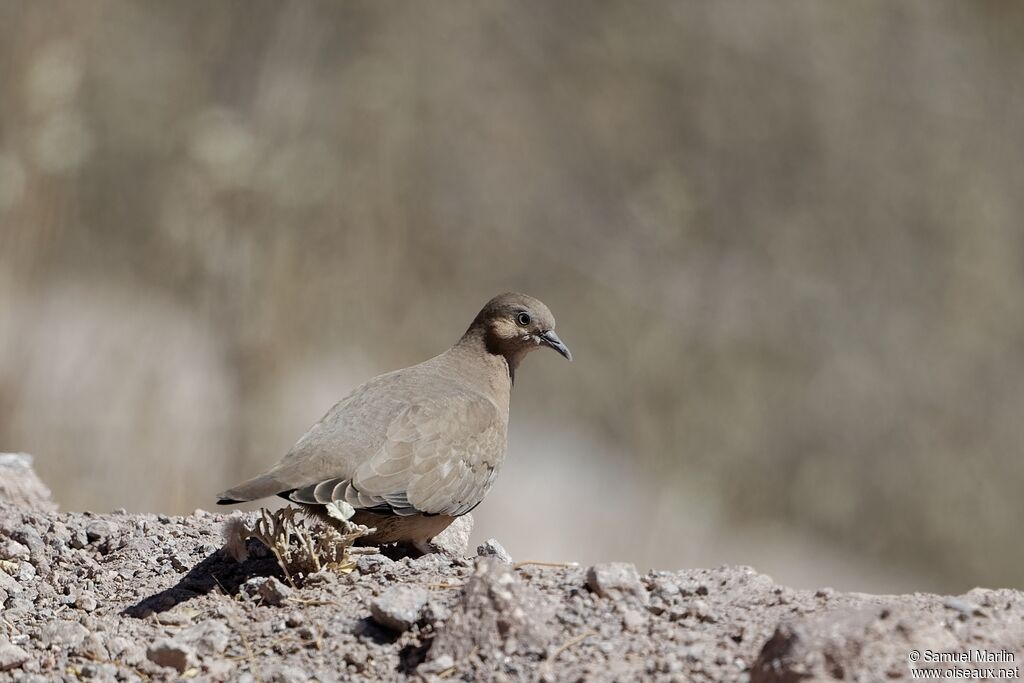 Picui Ground Dove