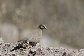 Picui Ground Dove