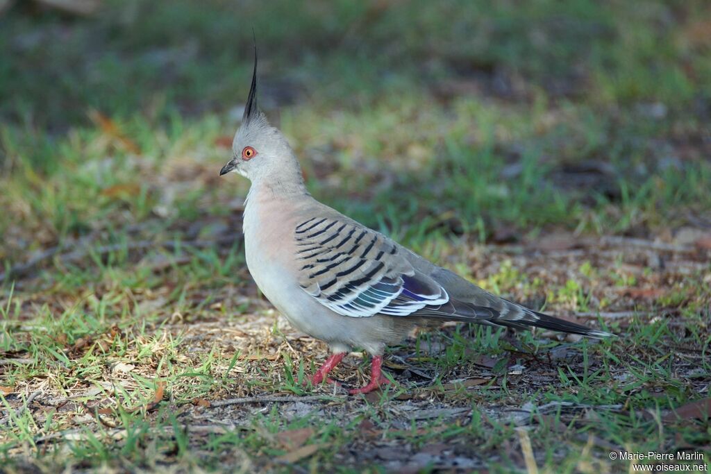 Crested Pigeonadult