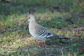 Crested Pigeon