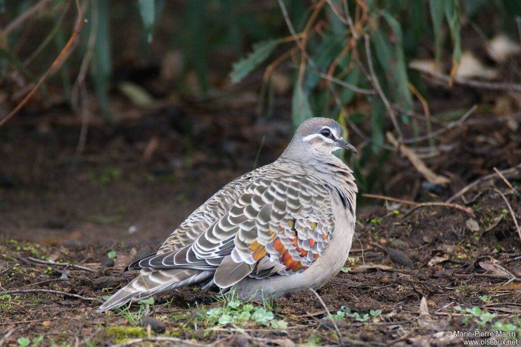 Common Bronzewingadult