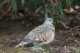 Common Bronzewing