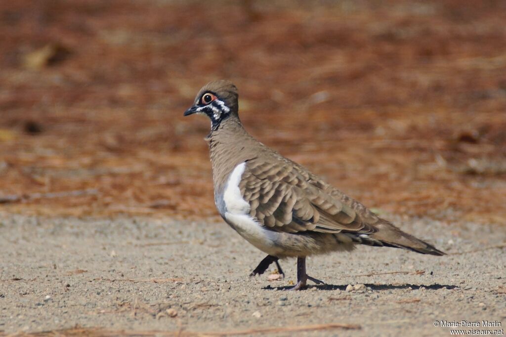 Squatter Pigeon