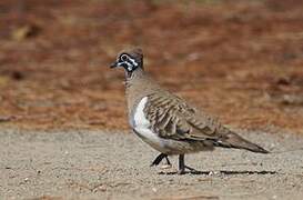 Squatter Pigeon